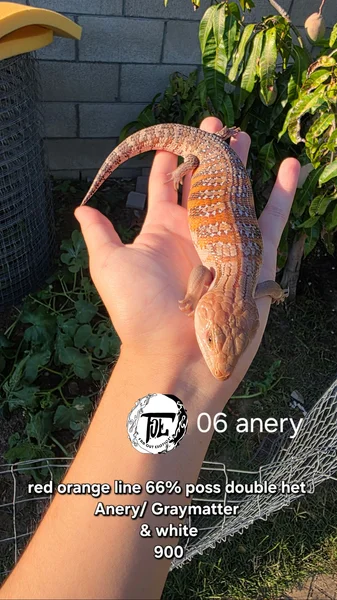 Red Orange Line 66%Double Het Anery/Ivory