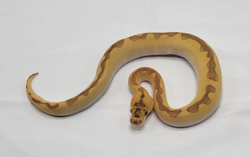 Going Bananas!!