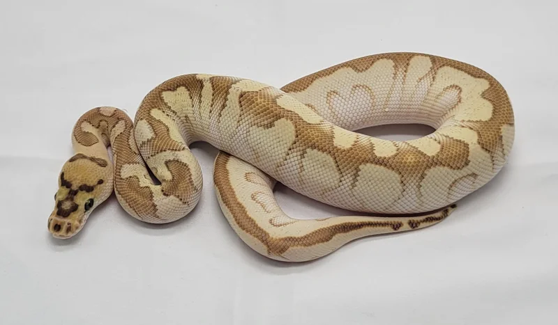 That headstamp!!