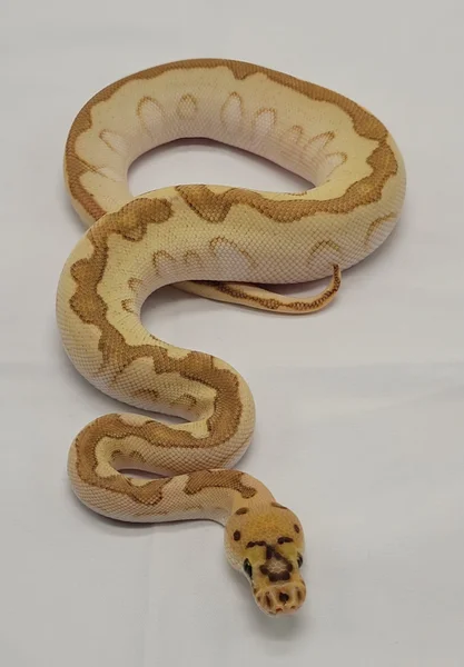 Beautiful boy!!
