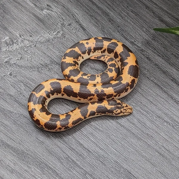 Het Gx Paint 66% Albino 50% Anery