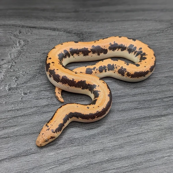 Paint Het GX 66% Albino 50% Anery