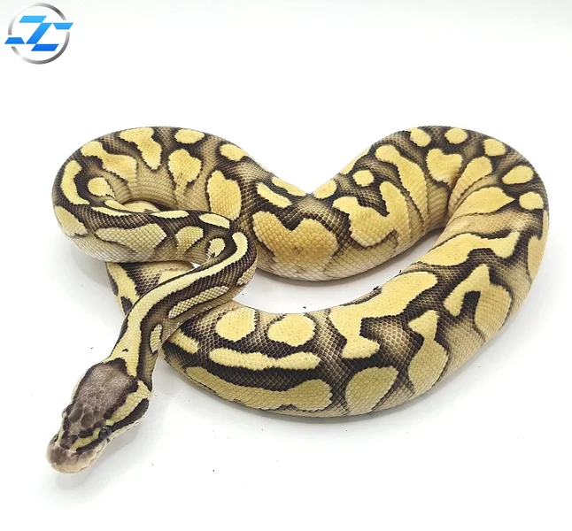 Super Pastel YB Enchi Butter Het Hypo Het Desert Ghost 50% Het Cryptic