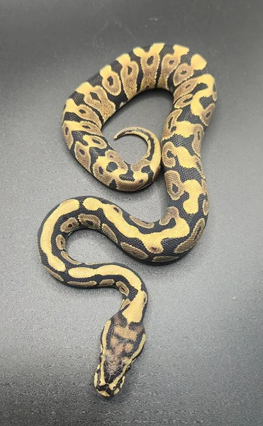 Spotnose Het Clown