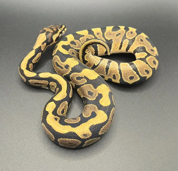 Spotnose Pos Red Stripe Het Clown