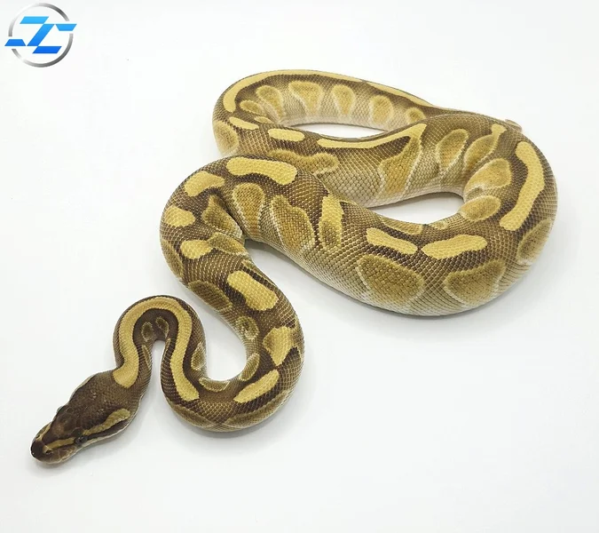 Enchi Butter Hypo Het Desert Ghost 50% Het Cryptic