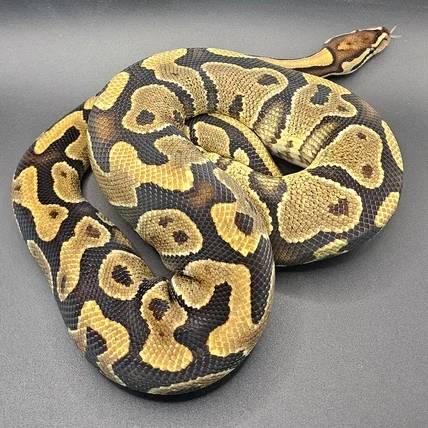 Yellow Belly Het Hypo Het Clown