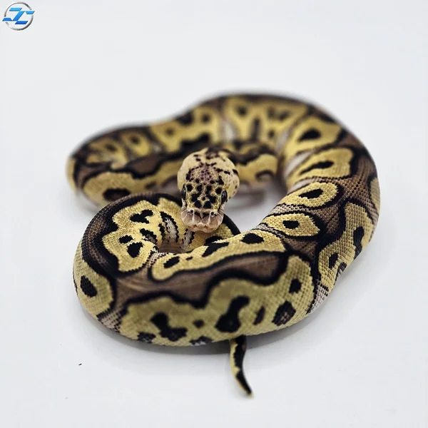 Pastel Clown Het Piebald