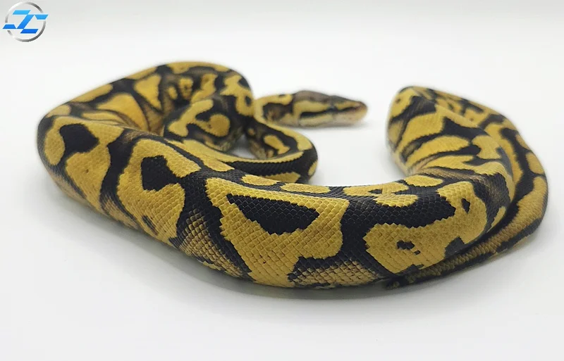 Pastel Enchi Yellow Belly Het Hypo 50% Het Cryptic 50% Het Desert Ghost