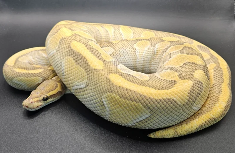 Hypo Butter Enchi