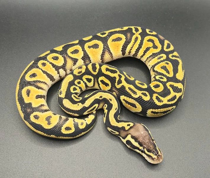 Pastel Yellow Belly Cypress Het Clown Het Desert Ghost