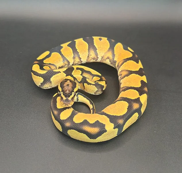Orange Dream Yellow Belly Vanilla 50% Het Piebald Possible Lace