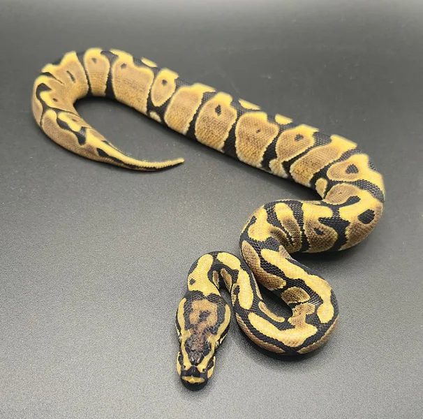 Spotnose Blade Het Clown