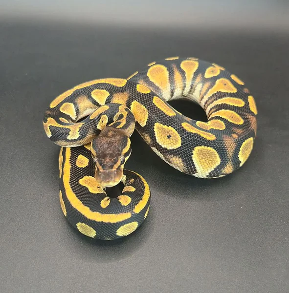 Orange Dream Yellow Belly Black Head Pos Phantom/Mystic 50% Het Piebald