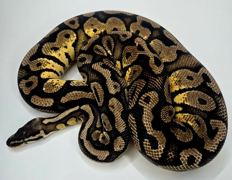 Pastel Red Stripe - Proven Breeder