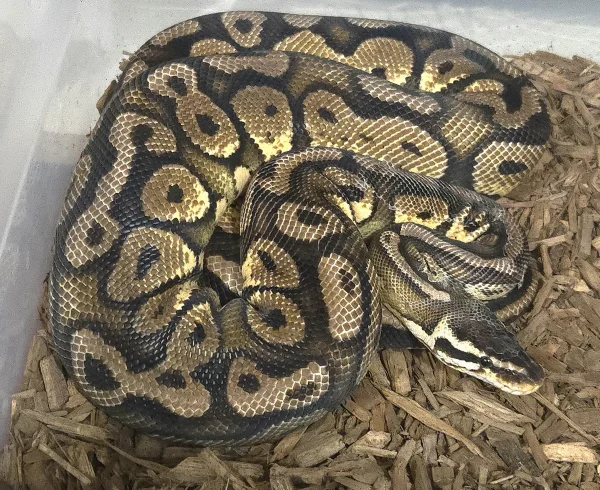 Pastel Red Stripe - Proven Breeder
