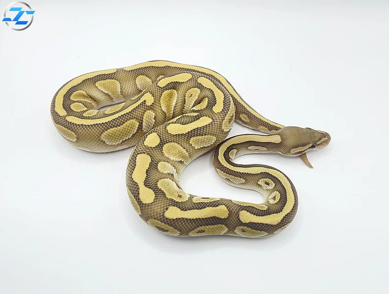 Pastel Butter Hypo Het Desert Ghost 50% Het Cryptic