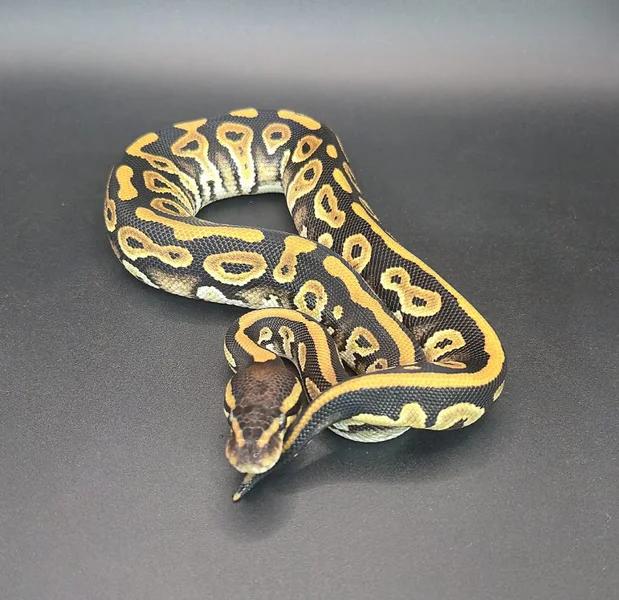 Phantom/Mystic Het Piebald