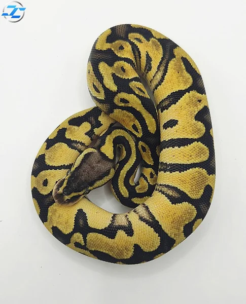 Pastel Het Clown Het Piebald