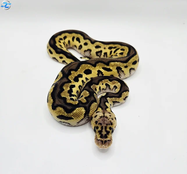 Pastel Leopard Clown Het Piebald