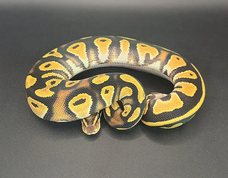 Orange Dream Vanilla Black Head Phantom 50% Het Piebald