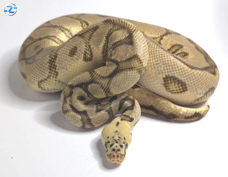 Pastel Enchi Spotnose Clown