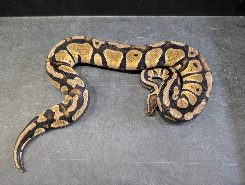 Pastel Het Puzzle