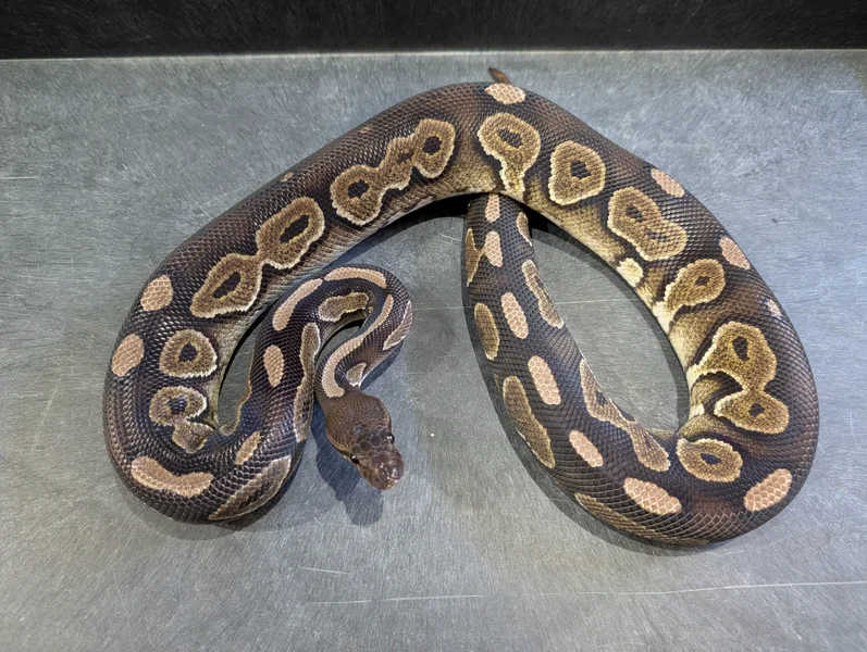 CINNAMON POS SPOTNOSE HET Desert Ghost HYPO