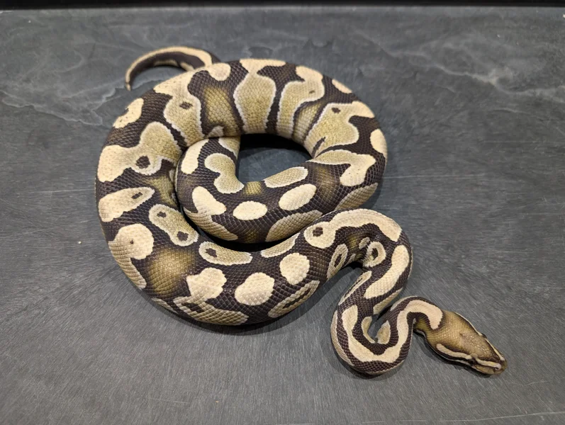 Desert Ghost Het Hypo 03