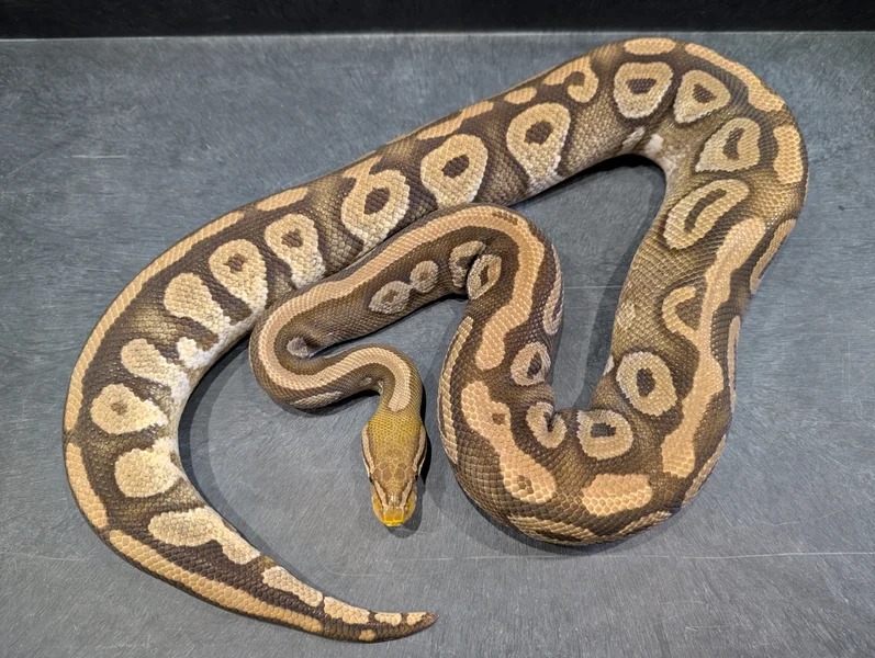 Pastel Mojave