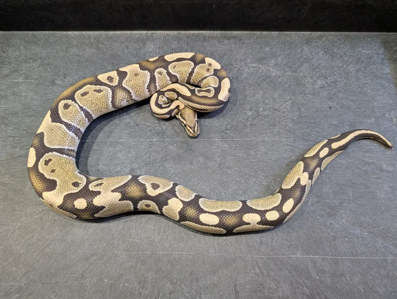 Desert Ghost Het Hypo 02