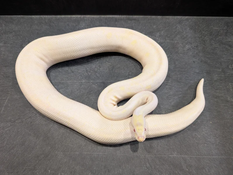 Albino Axanthic