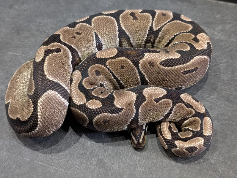 Axanthic het Albino