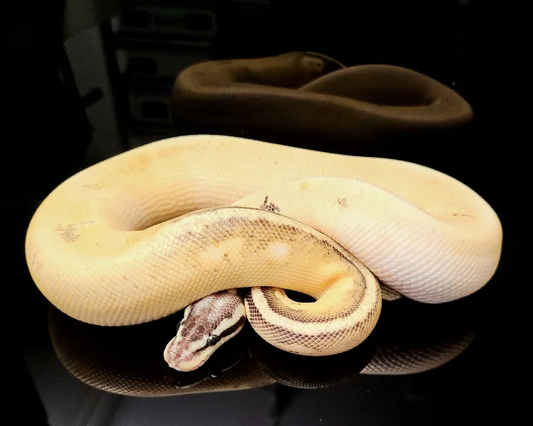 Cinnamon Super Pastel Sugar Het Puzzle
