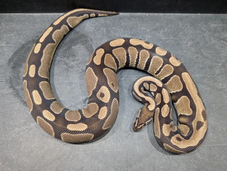 Normal Het Desert Ghost 3