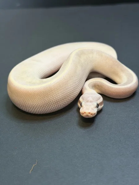 Mystic Potion 50% DH Hypo / Piebald 