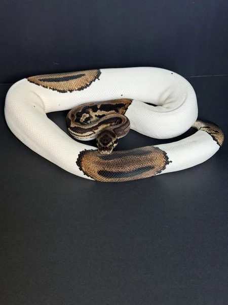 Leopard Piebald Het Clown