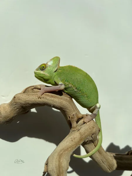 Veiled Chameleon