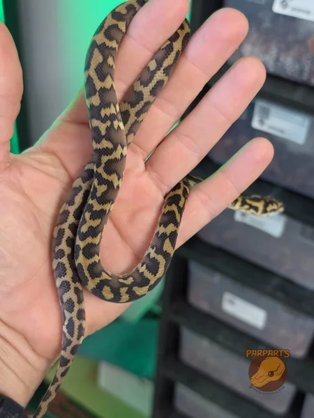 Pure F5 Irian Jaya / Papuan