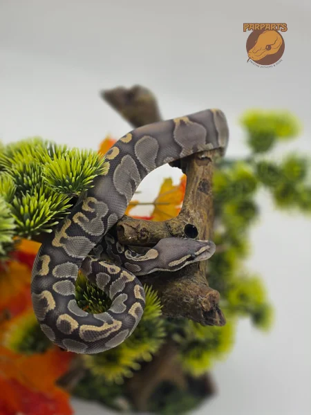 GHI, Hypo
