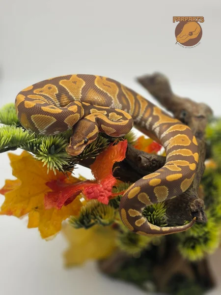 Blackhead, Yellow Belly, Ultramel, het Clown