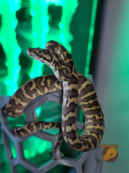 Pure F5 Irian Jaya / Papuan