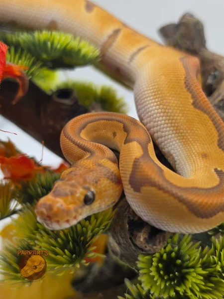 Enchi, Ultramel, Clown, POS Cinnamon, 50% het Hypo