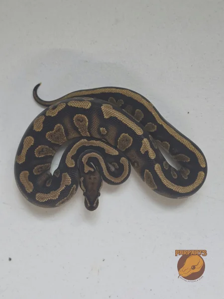 Stranger, Yellowbelly, Het Pied