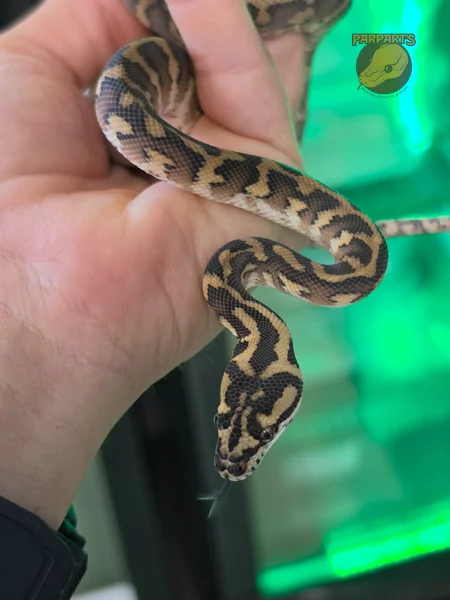 Pure F5 Irian Jaya / Papuan