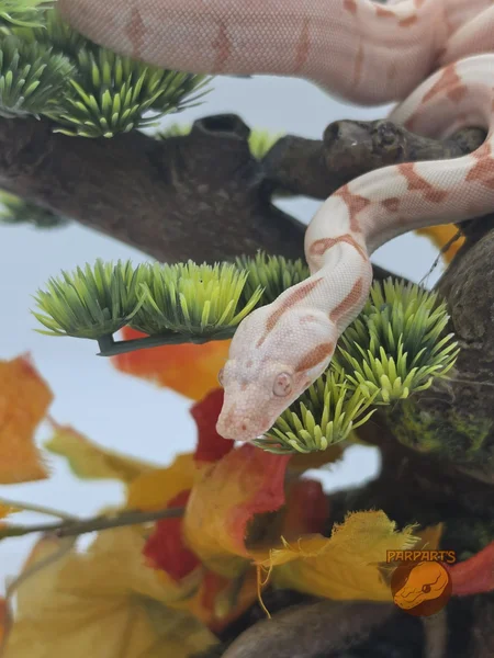 "Sunglow" Albino (Khal), Pastel, Hypo, Boa