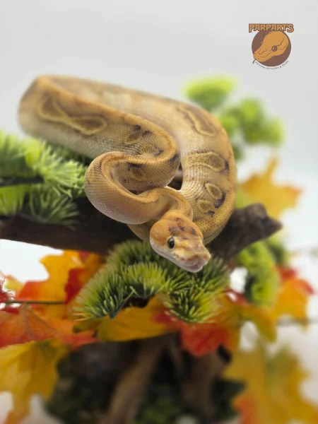Champagne, Cinnamon, Enchi, 100% het Ultramel, 66% het Clown, 50% het Hypo