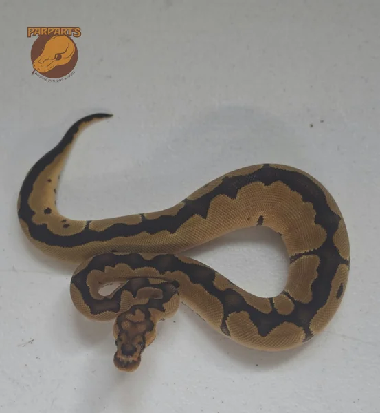 Blade, Clown, het Ultramel, POS Red Gene