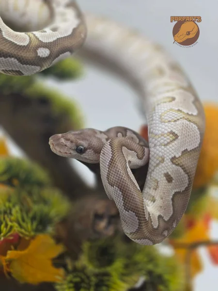Mojave, VPI Axanthic, Clown