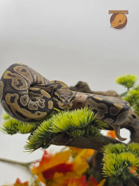 Hypo